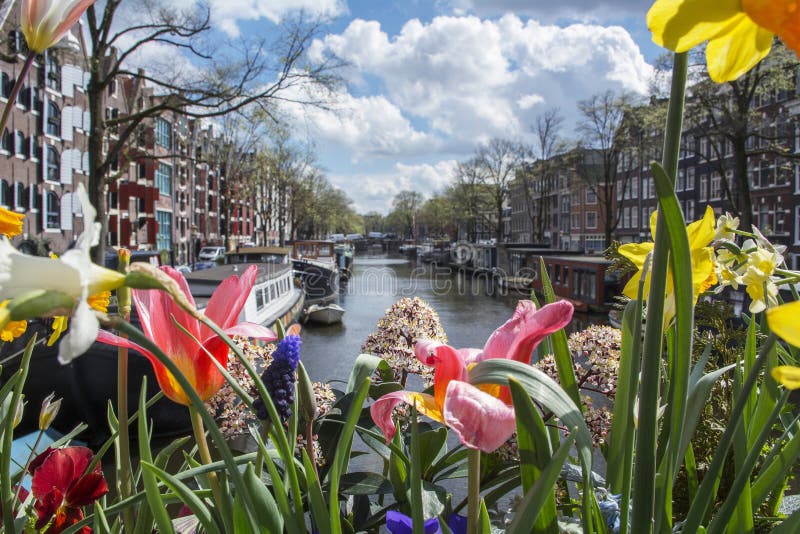 Red, white and yellow flowers on the canal in Amsterdam with boats, buildings and water as background