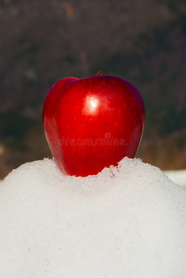 A Red and Whole Apple on the Snow Stock Photo - Image of single, food ...