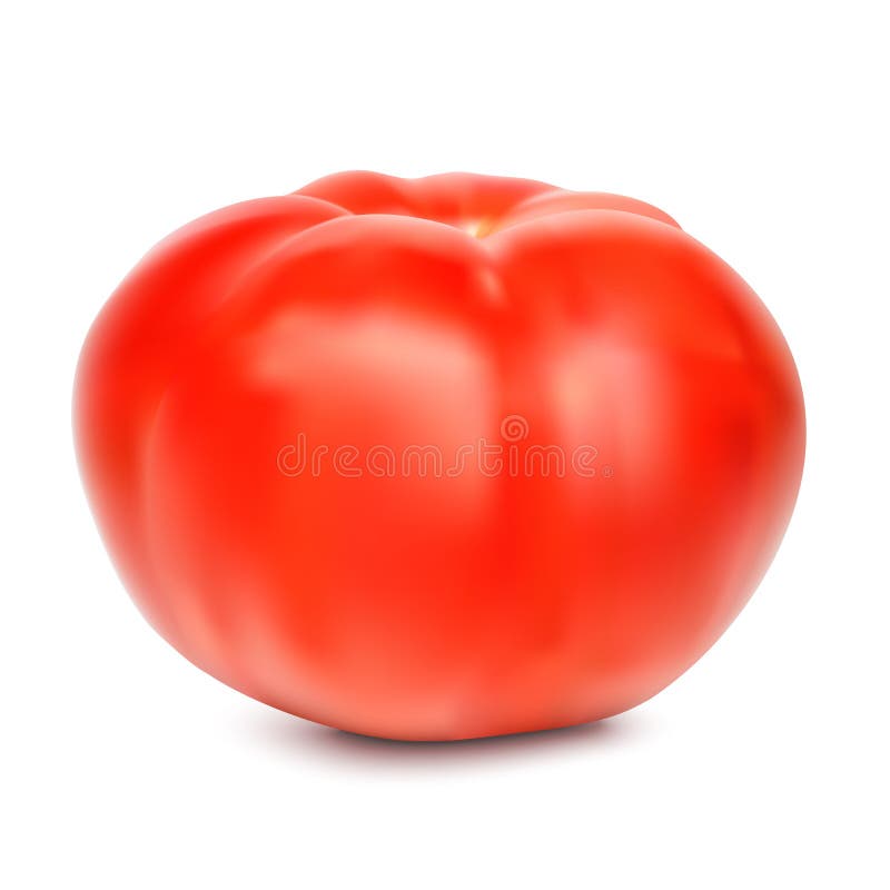 Red Whole Tomato Isolated on a White Background, Close-up. a Fresh Tomato  Cut Out with the Texture and Clipping Path Stock Vector - Illustration of  isolated, organic: 98122180