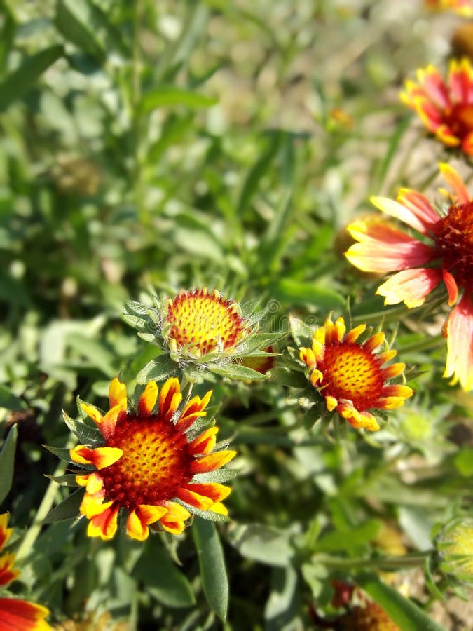 Wild Daisies Oregon Wildflowers Stock Photo Image of petite, loves
