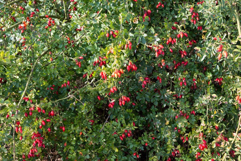 Red wild rose hips stock photo. Image of closeup, season 77052954