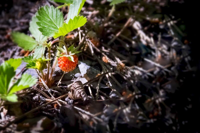 Red Wild Strawberry Growing on the Forest Floor with Dead Leaves, Pine