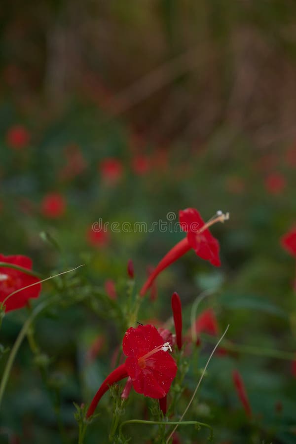 A Group of Red Wildflowers stock photo. Image of floral 140829008