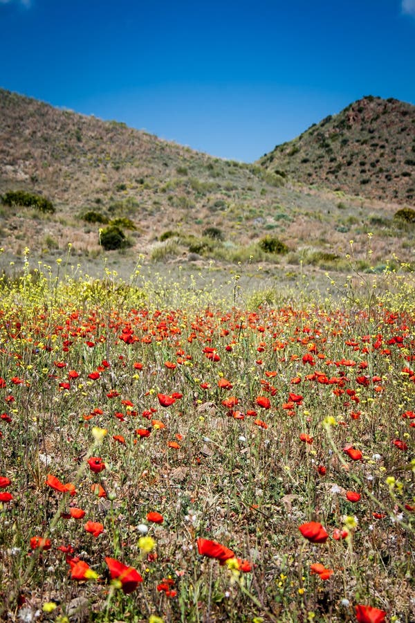 Red wildflowers spain stock image. Image of bloom, beautiful 37160367