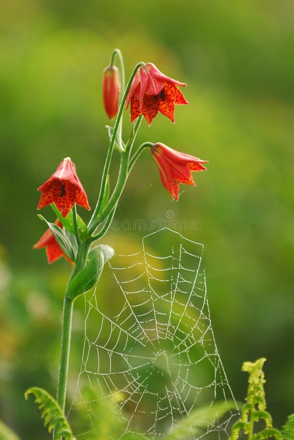 Early morning dew and the low-light of morning illuminate a spider web clinging to the rare and endangered Gray's Lily, named for Asa Gray, America's Father of Botany. Early morning dew and the low-light of morning illuminate a spider web clinging to the rare and endangered Gray's Lily, named for Asa Gray, America's Father of Botany.