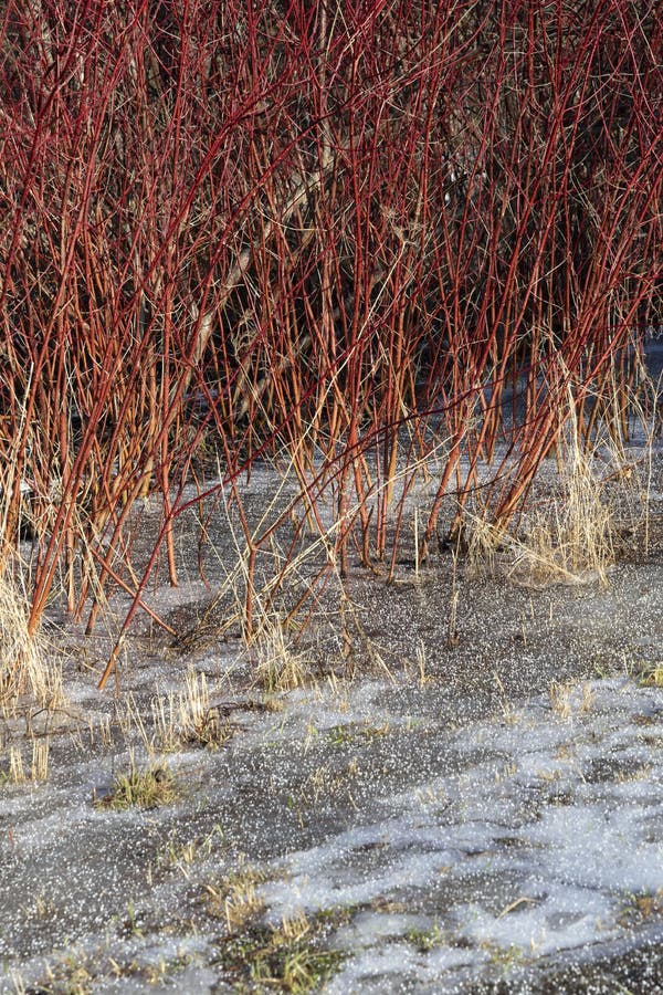 436 Red Willow Shrub Stock Photos Free & RoyaltyFree Stock Photos