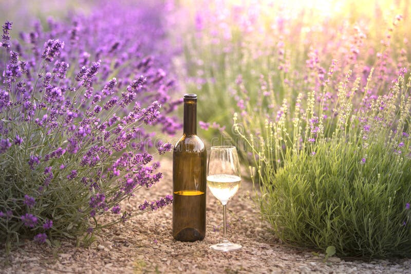 Red wine bottle and wine glass on the ground. Bottle of wine against lavender landscape. Sunset over a summer lavender royalty free stock photography Red wine bottle and wine glass on the ground. Bottle of wine against lavender landscape. Sunset over a summer lavender royalty free stock photography