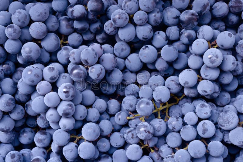 Red wine grape. Dark grapes background. Isabella grape. Blue grapes. Grape vine.