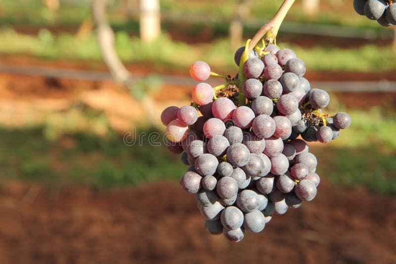 Red Wine Grape Varieties stock image. Image of ripe 157607497