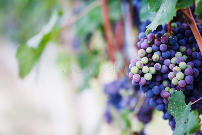 Red wine grape