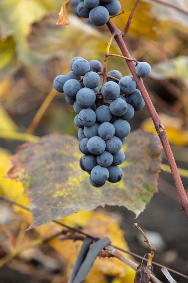Red wine grape stock image. Image of flavor, nature 101887245