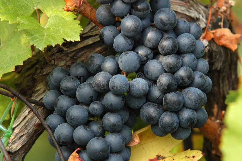 Red wine grapes