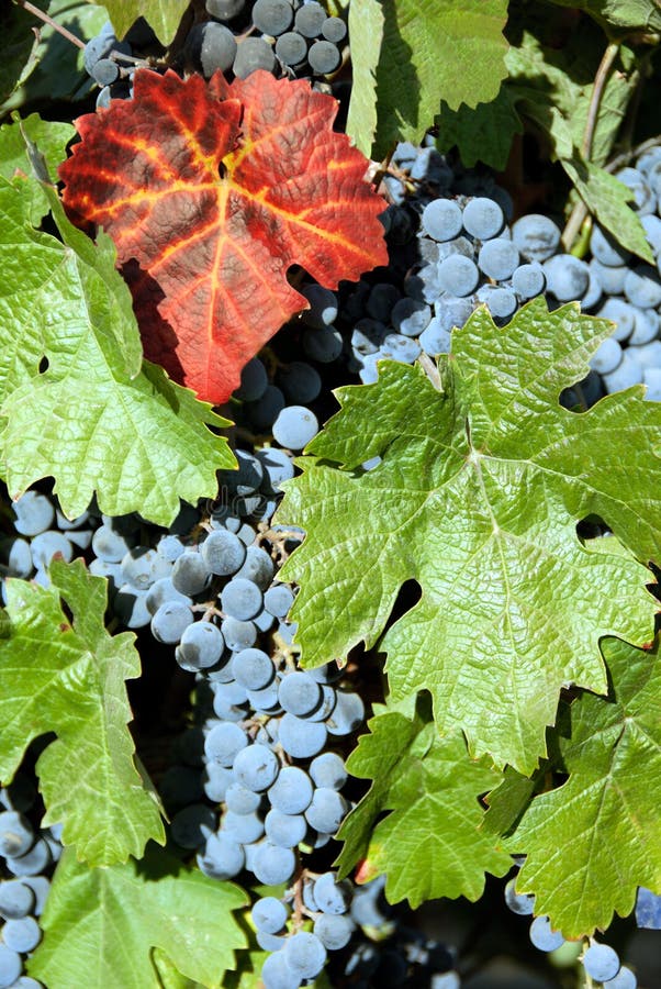 Red Wine Grapes stock photo. Image of leaves, australia 3292790