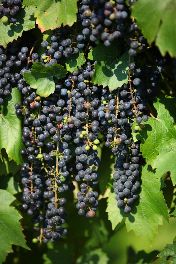 Red Wine Grapes