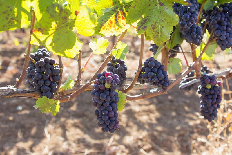 Red Wine Grapes Hanging on Grapevines