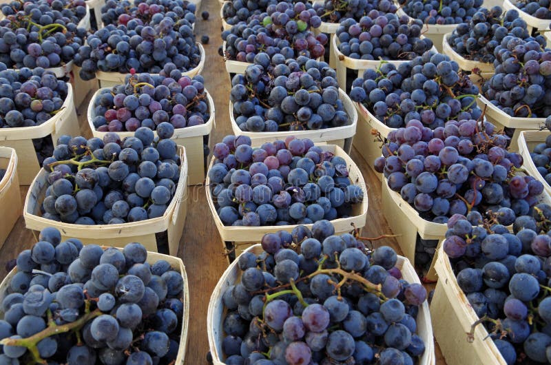 Wine Grapes in Wooden Baskets Displayed for Market Stock Photo Image