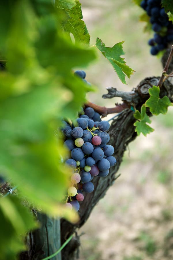 Red Wine Grapes on Old Vine, Tuscan Stock Photo Image of harvest, vines 49412024