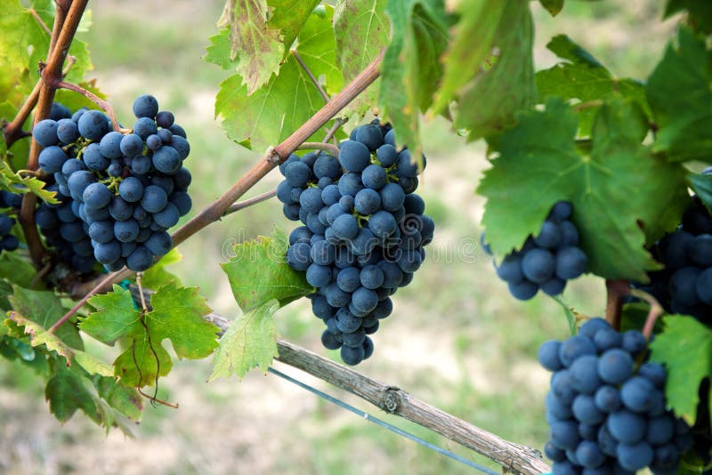 Red Wine Grapes on Old Vine, Tuscan Stock Photo Image of harvest, vines 49412024
