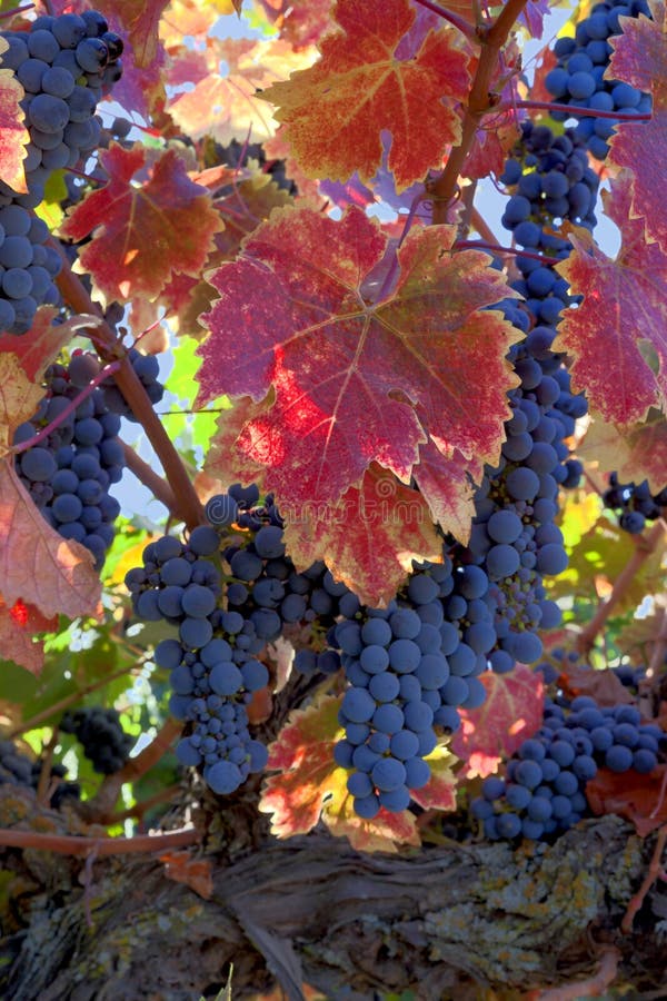 Red Wine Grapes on Vine