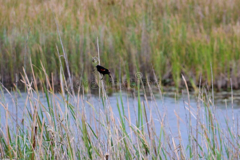 Red winged black bird in swamp stock photography