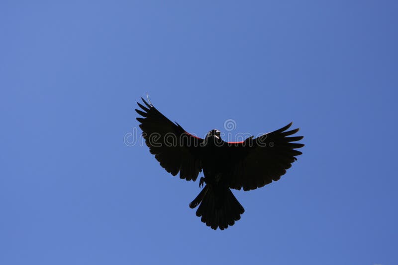 Red-winged Blackbird Male