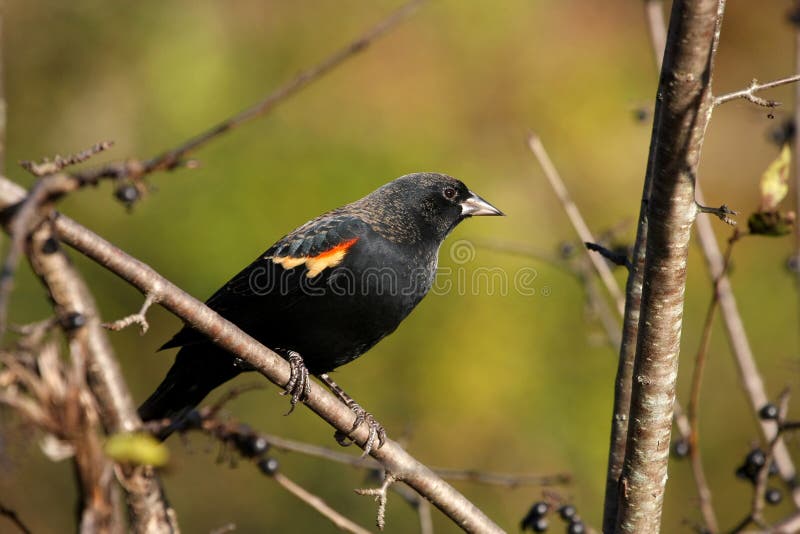 Red-winged Blackbird male