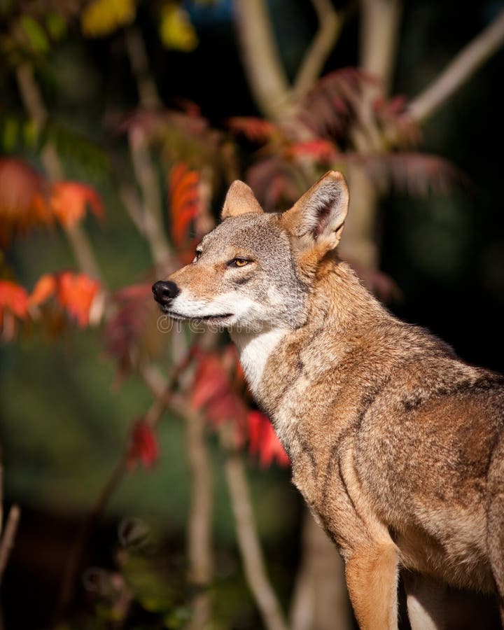 Red wolf stock photo. Image of freedom, wolf, wood, animal 16622100