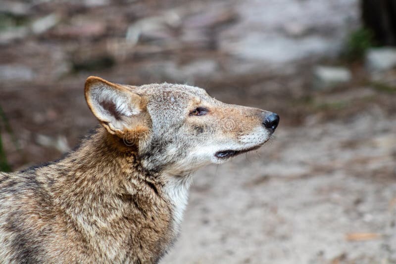 Red wolf stock image. Image of brown, white, ears, furry 161735415