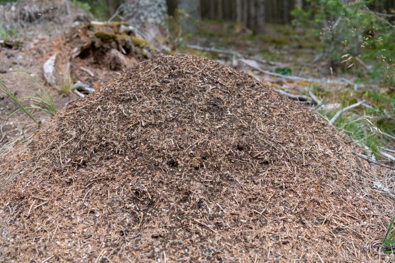 Red wood ant mound or anthill