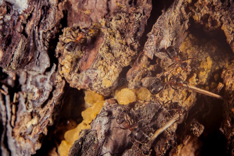 Red Wood Ant on a Pine Tree Stock Image Image of antenna, insecta