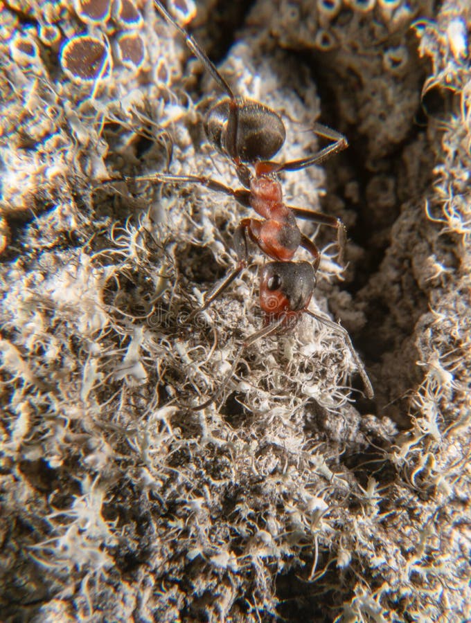 Red wood ant stock photo. Image of outdoor, formica 146424076