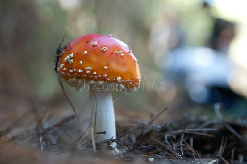 Red woodchip mushroom close-up.