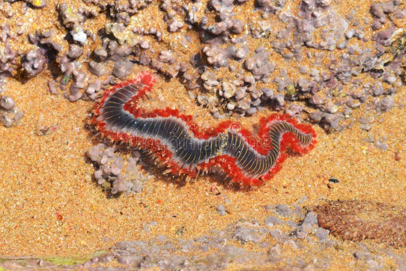 download bloodworms for sale download bloodworms for sale