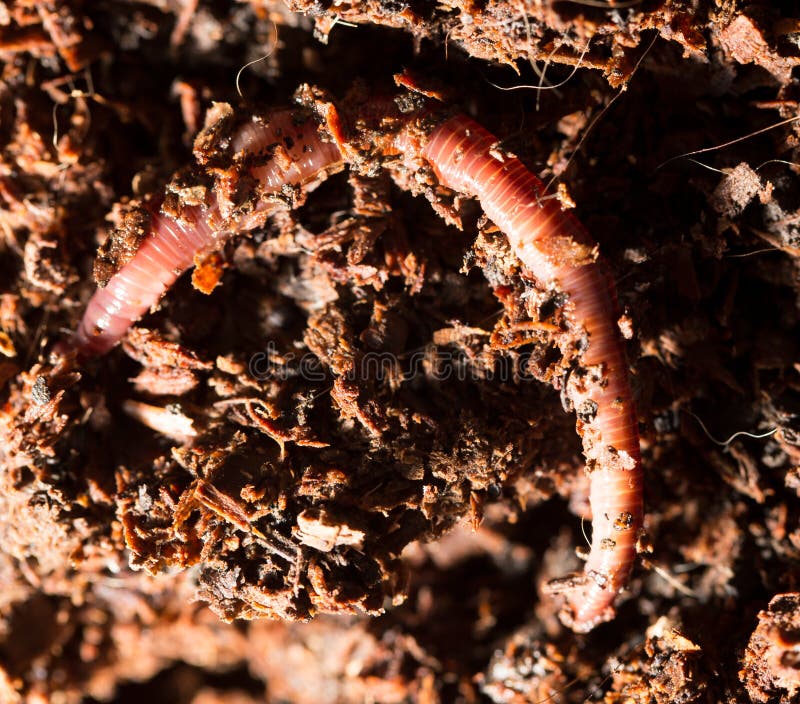 Red Worms in Compost Bait for Fishing Stock Photo Image of earthworm, dirt 97844862
