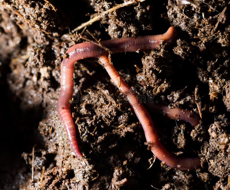 download worm compost for sale download worm compost for sale