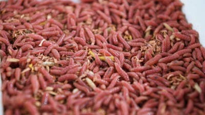 Red Worms for Fishing. Bait and Fish Food Stock Footage - Video of