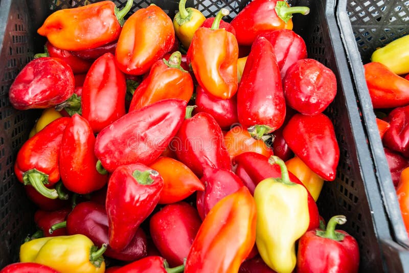 Red and Yellow Bell Peppers are in Plastic Boxes. Selling Bell Peppers