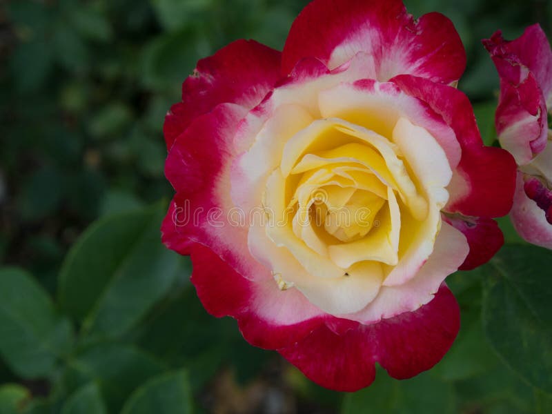 Red With Yellow Centered Rose Stock Photo Image Of Center