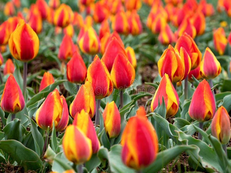 Flair Tulip Festival Stock Photos Free & RoyaltyFree Stock Photos from Dreamstime