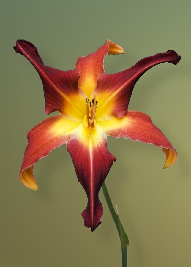 Red and yellow day lily