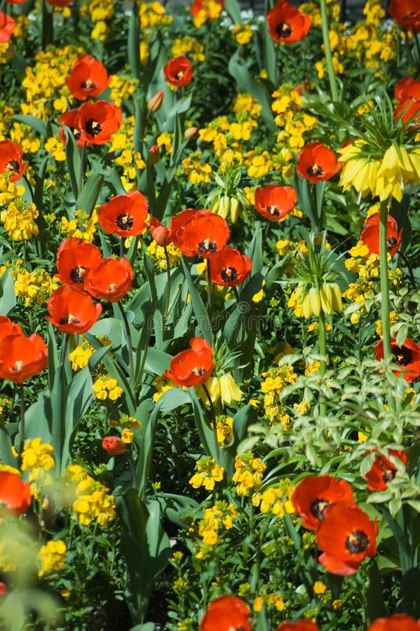 Red and Yellow flower bed