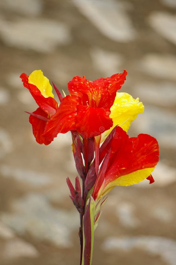 Red yellow flowers stock photo. Image of flowery, yellow 5284454