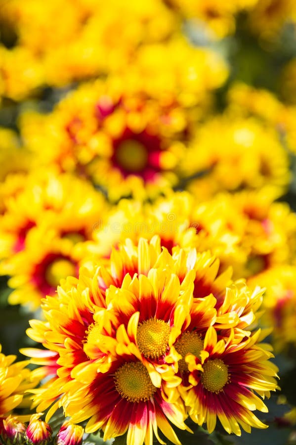 Red and yellow flowers stock image. Image of bloom, outdoor 56759751