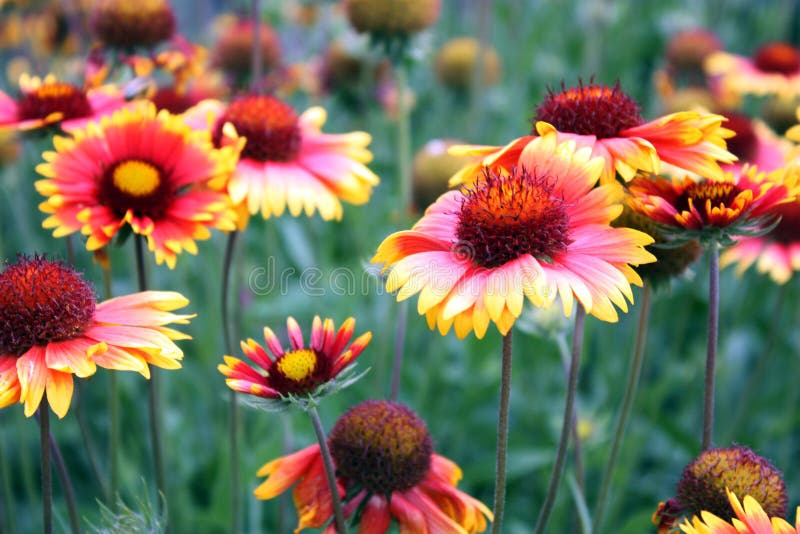Red yellow flowers stock photo. Image of gardens, nature 93579068