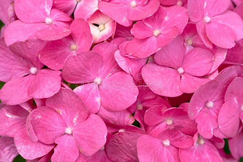 Red and yellow flowers of Hydrangea