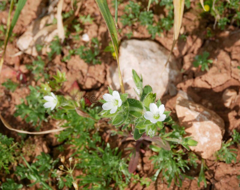 Three White Flowers on Rocky Soil in Spring. on the Fieldthree White