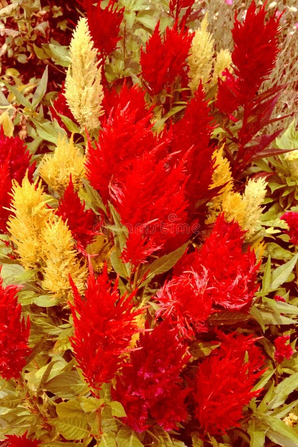 Red And Yellow Garden Picture. Image 3203609