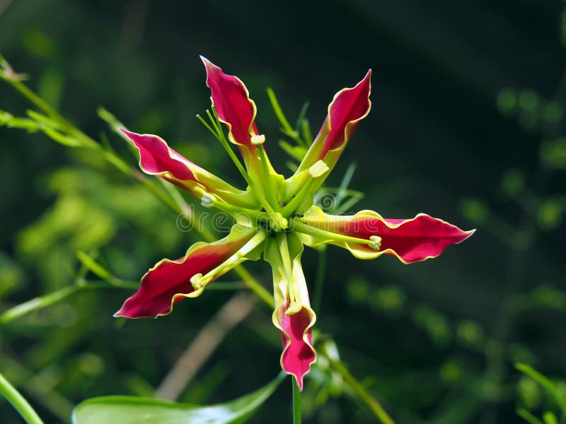 Red and yellow Gloriosa Superba lily wild flower in tropical Suriname South-America