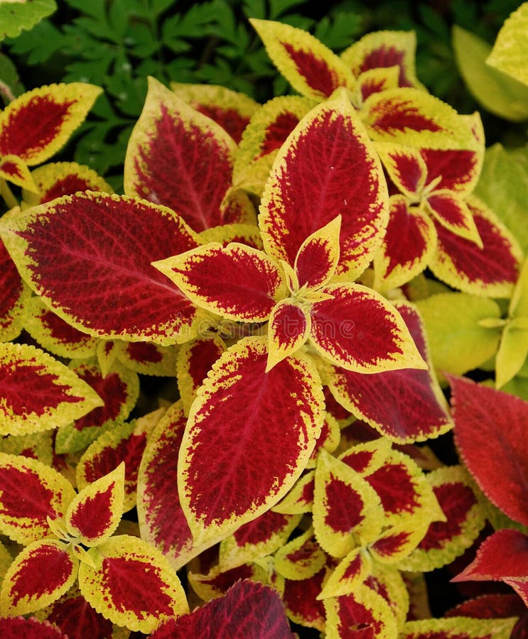 Red Yellow Green Leaves Group Stock Photo Image of bloom, yellow