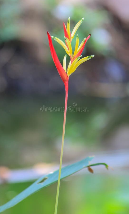 Red and Yellow Heliconia Flower Stock Image Image of heliconia